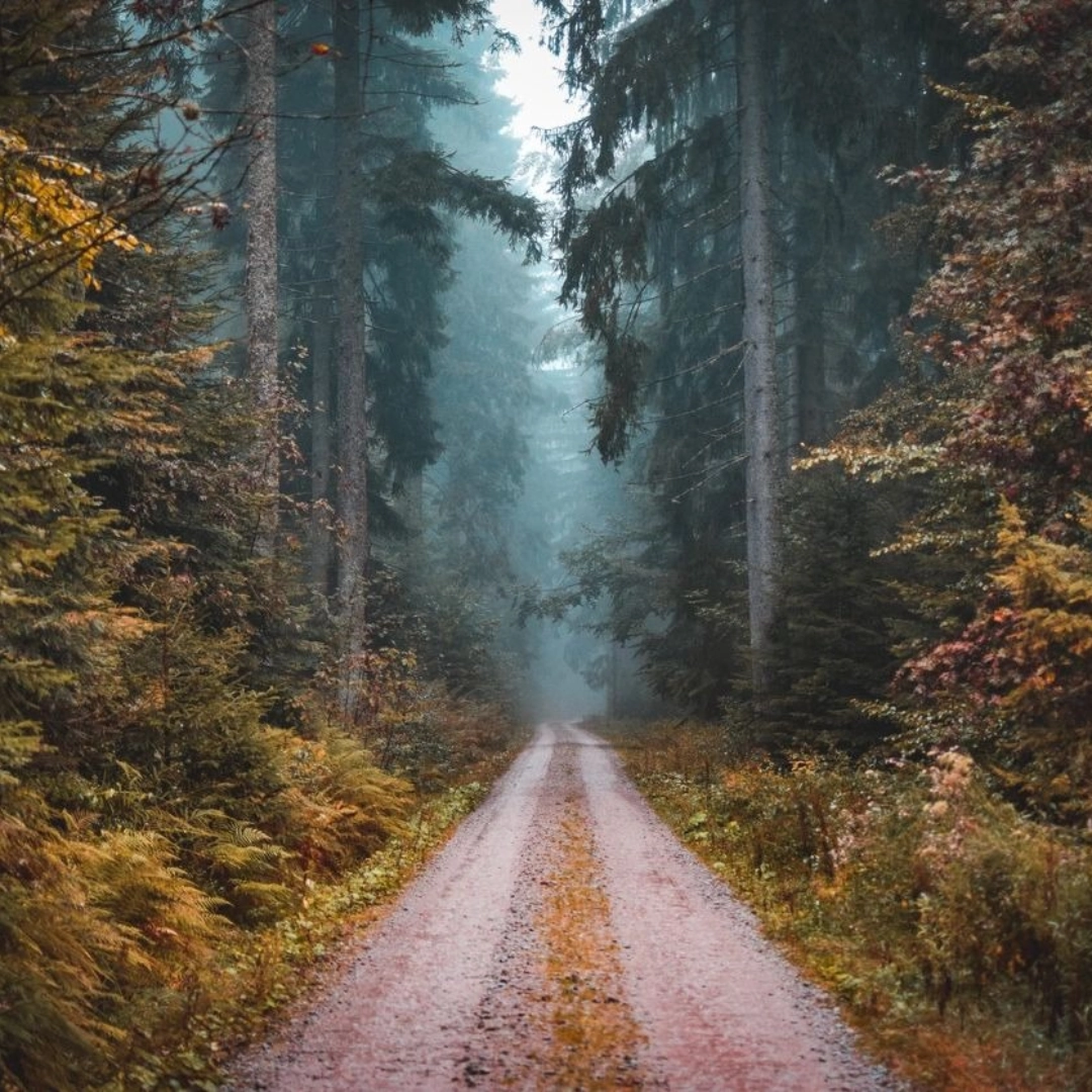 A dirt road going through the woods with trees.